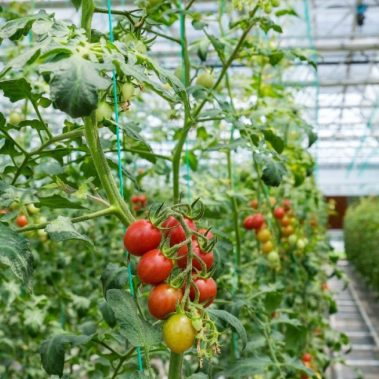 greenhouse-tomatoes