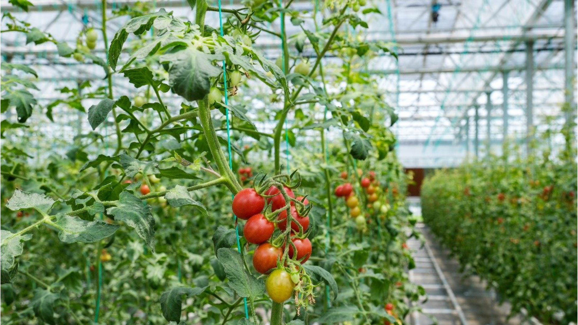 greenhouse-tomatoes
